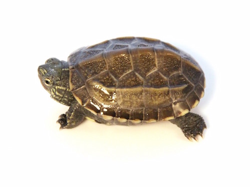 Reeves Turtle For Sale,